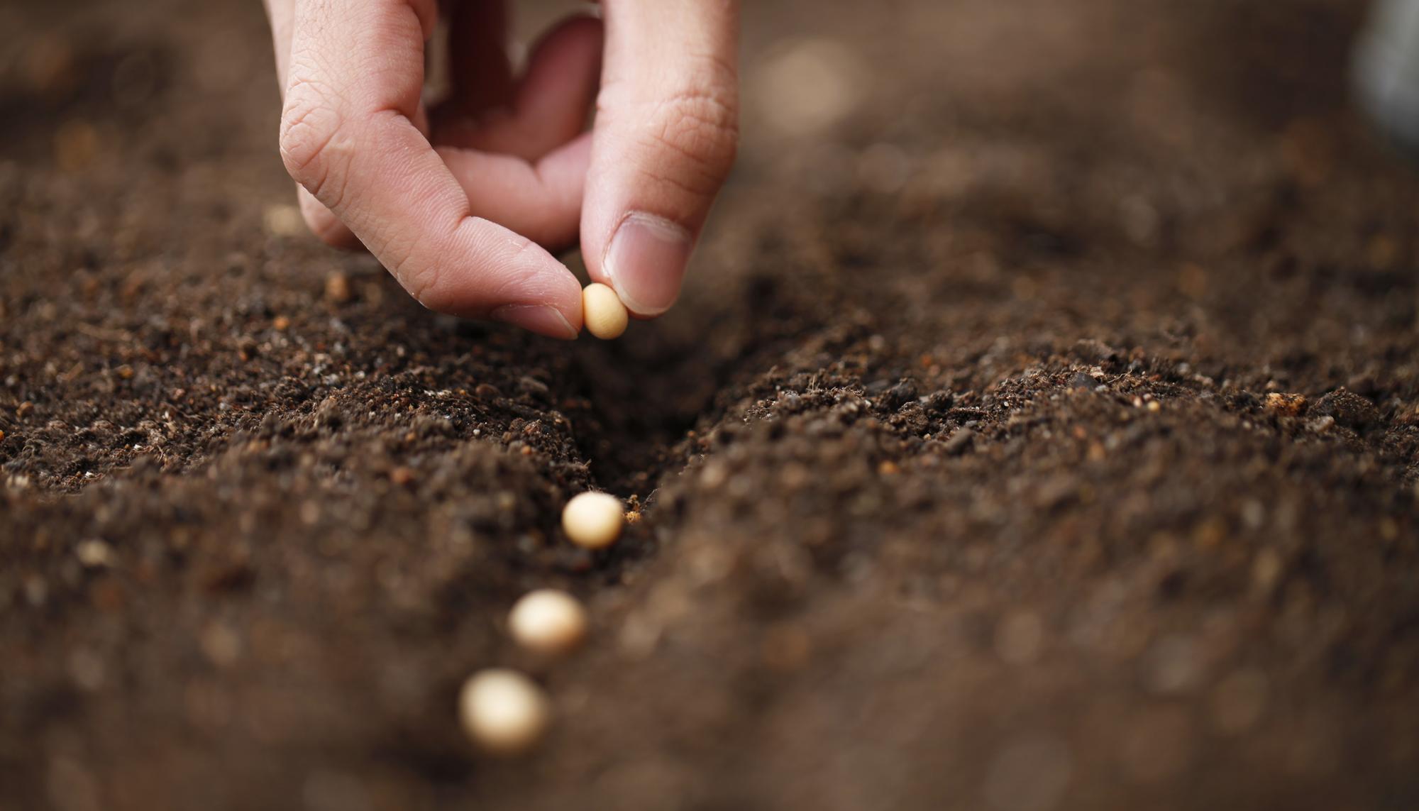 Soberanía alimentaria semillas